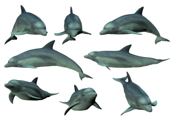 海豚 PNG免抠图透明素材 16设计网编号:71324