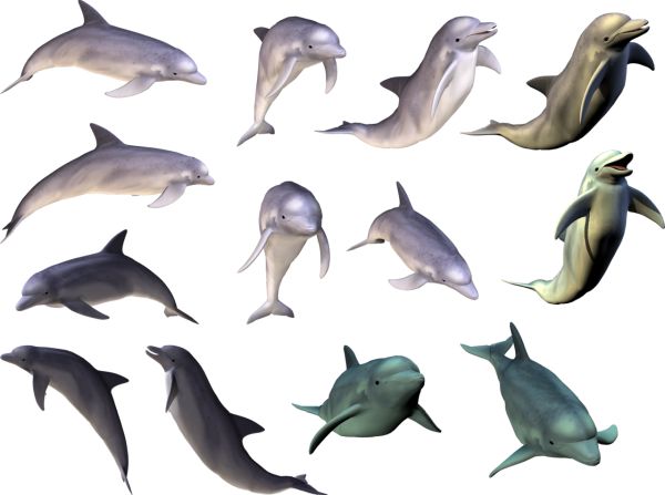 海豚 PNG免抠图透明素材 素材中国编号:71325