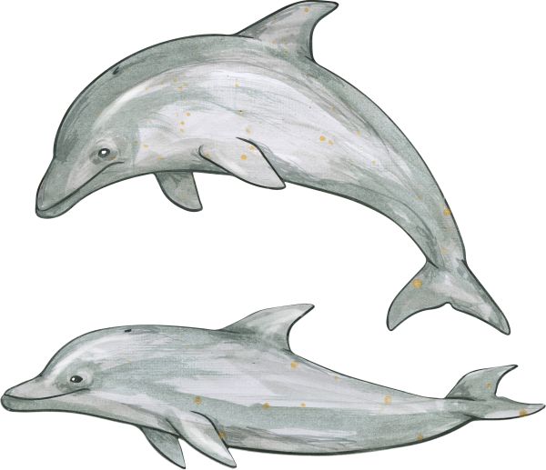 海豚 PNG透明背景免抠图元素 素材中国编号:71327