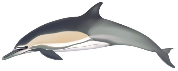 海豚 PNG透明元素免抠图素材 16素材网编号:71328