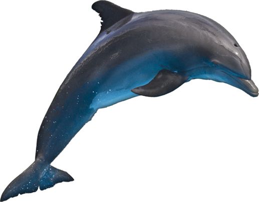海豚 PNG透明元素免抠图素材 16素材网编号:71330