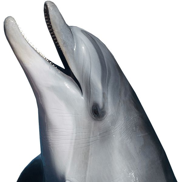 海豚 PNG透明背景免抠图元素 16图库网编号:71331