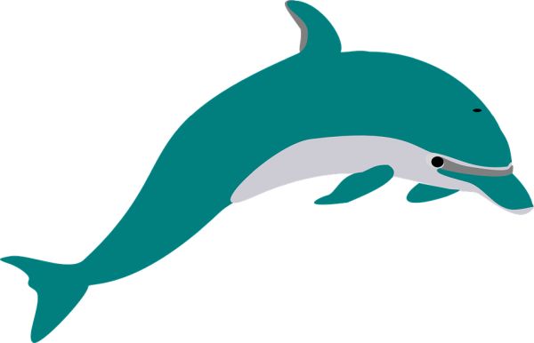 海豚 PNG透明背景免抠图元素 16图库网编号:71333
