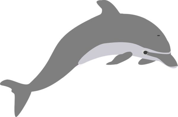 海豚 PNG透明背景免抠图元素 16图库网编号:71334