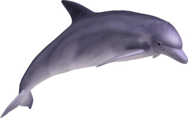 海豚 PNG免抠图透明素材 素材天下编号:71336