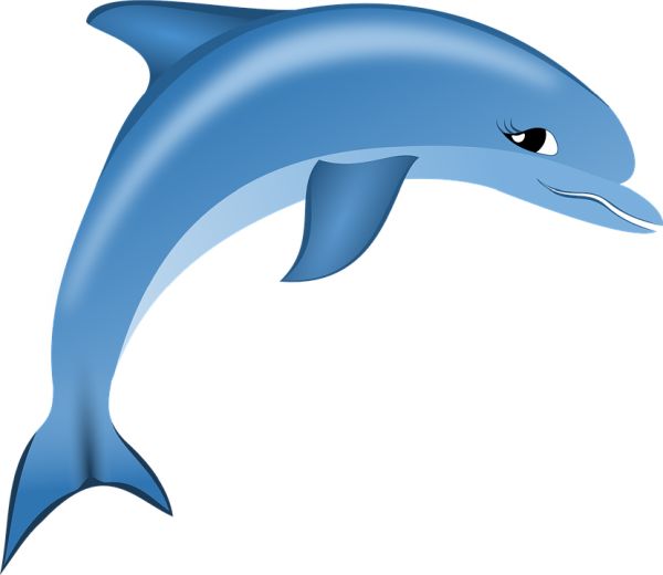 海豚 PNG免抠图透明素材 16设计网编号:71337