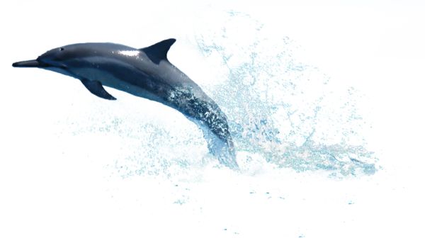 海豚 PNG免抠图透明素材 普贤居素材编号:71341