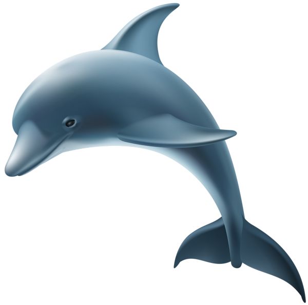 海豚 PNG透明背景免抠图元素 素材中国编号:71354