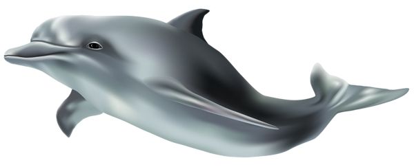 海豚 PNG透明背景免抠图元素 16图