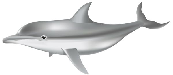 海豚 PNG免抠图透明素材 普贤居素材编号:71358
