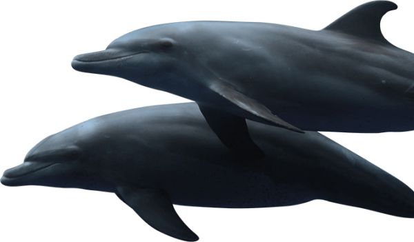 海豚 PNG免抠图透明素材 普贤居素材编号:71360
