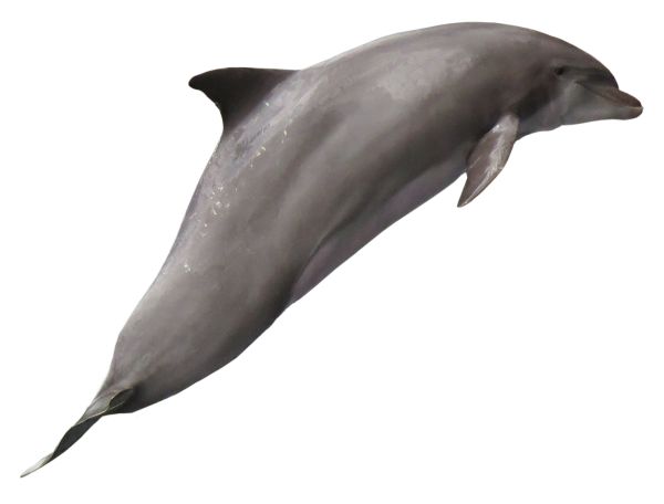 海豚 PNG免抠图透明素材 16设计网编号:71366