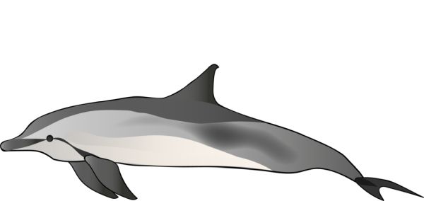 海豚 PNG免抠图透明素材 普贤居素材编号:71370