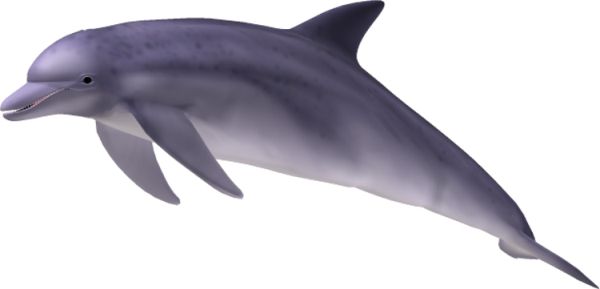 海豚 PNG免抠图透明素材 普贤居素材编号:71371