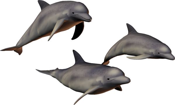 海豚 PNG透明元素免抠图素材 16素材网编号:71372