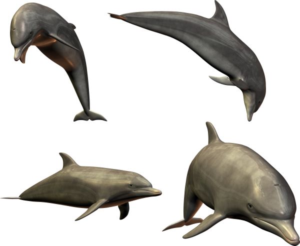 海豚PNG免抠图透明素材 16设计网编号:9113