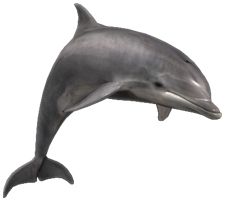 海豚PNG透明元素免抠图素材 16素材网编号:9114