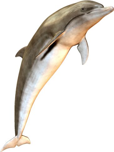 海豚PNG透明元素免抠图素材 16素材网编号:9115