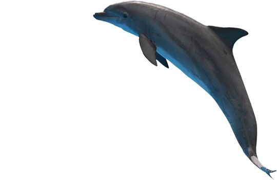 海豚PNG透明背景免抠图元素 16图库网编号:9117