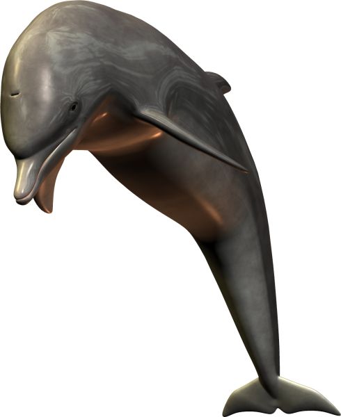 海豚PNG透明背景免抠图元素 16图库网编号:9120