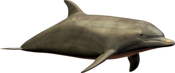 海豚PNG透明背景免抠图元素 16图库网编号:9121