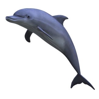 海豚PNG透明背景免抠图元素 素材中国编号:9123