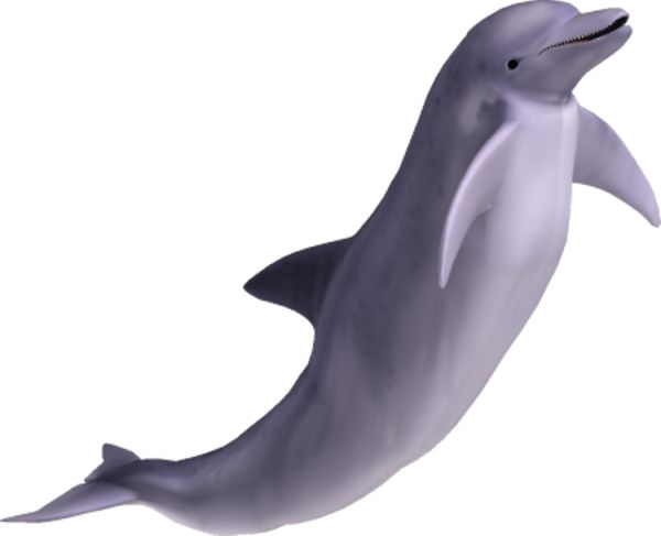 海豚PNG免抠图透明素材 普贤居素材编号:9125