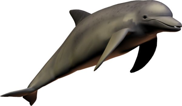 海豚PNG透明背景免抠图元素 素材中国编号:9127