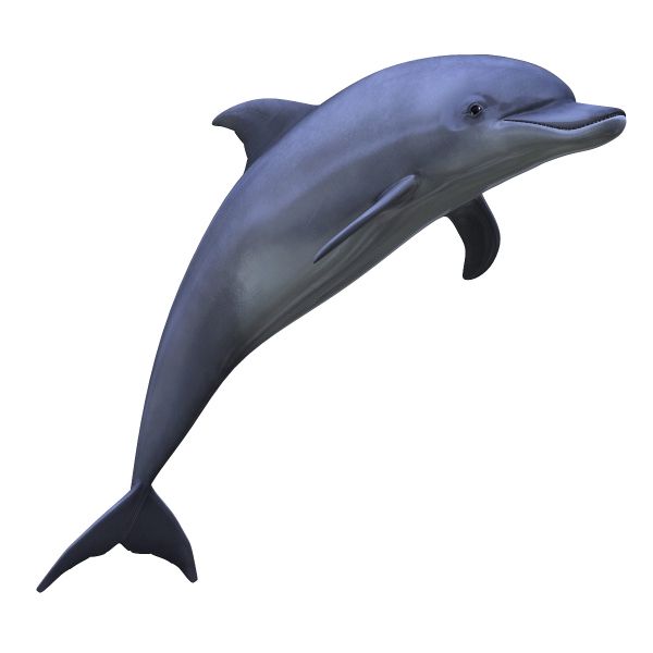 海豚PNG透明元素免抠图素材 16素材网编号:9130