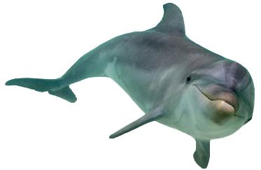 海豚PNG透明元素免抠图素材 16素材网编号:9132