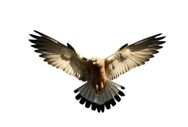 鹰PNG图片，免费下载 图片编号:1210