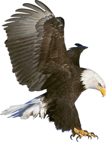 鹰PNG图片，免费下载 图片编号:1211