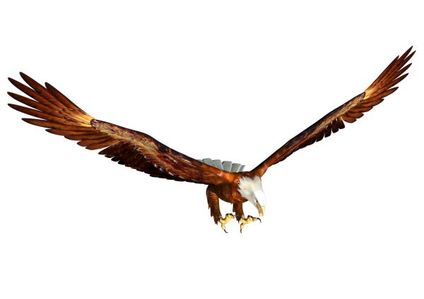 鹰PNG图片，免费下载 图片编号:1213