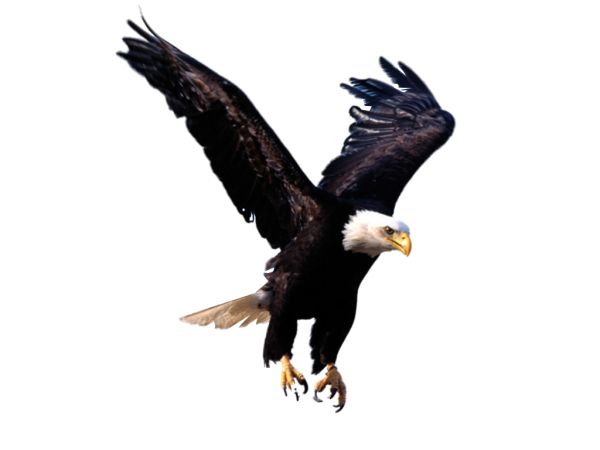 鹰PNG图片，免费下载 图片编号:1218