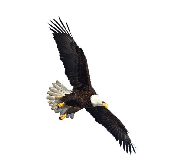 鹰PNG图片，免费下载 图片编号:1225
