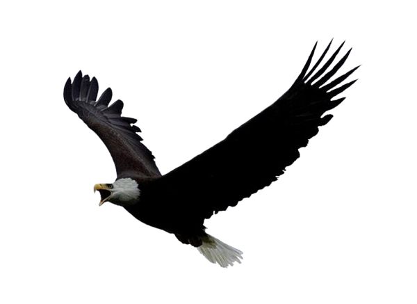 鹰PNG图片，免费下载 图片编号:1230