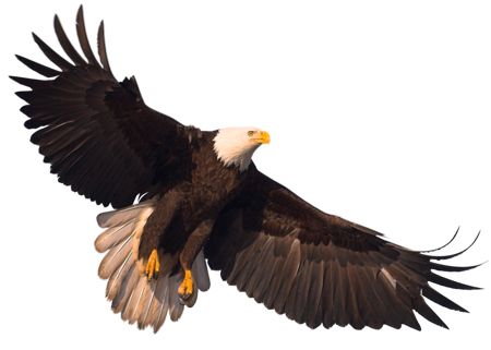 鹰PNG透明图片，免费下载 图片编号:1236