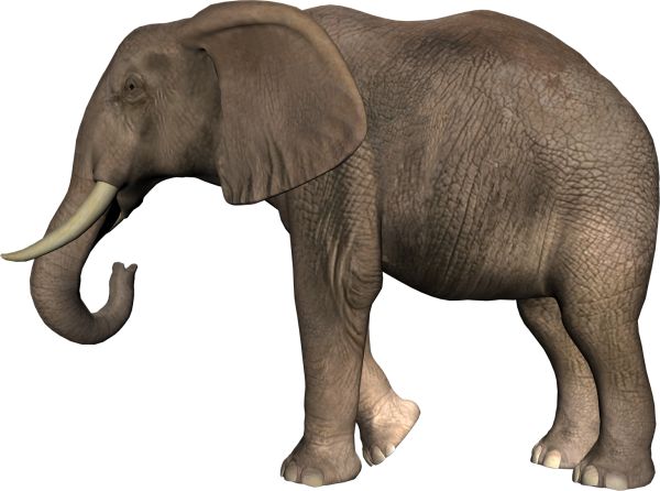 大象 PNG免抠图透明素材 普贤居素材编号:18745