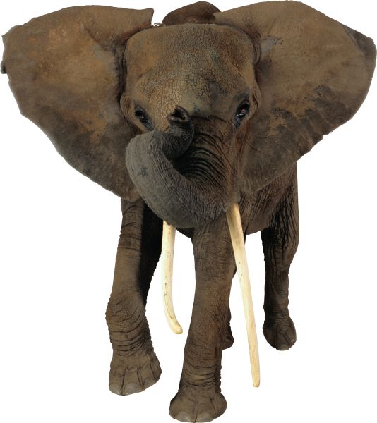 大象 PNG透明背景免抠图元素 16图库网编号:18746