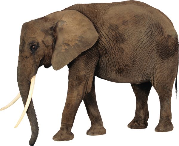 大象 PNG透明背景免抠图元素 16图库网编号:18747