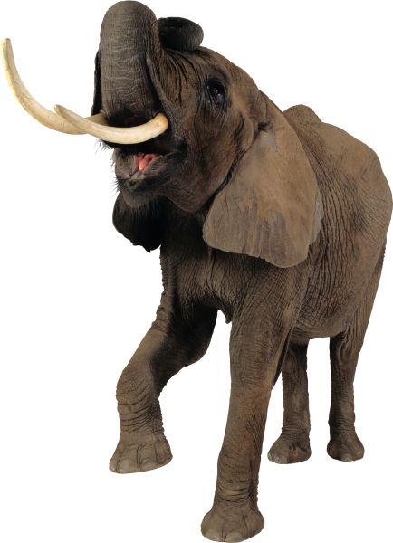 大象 PNG免抠图透明素材 16设计网编号:18748