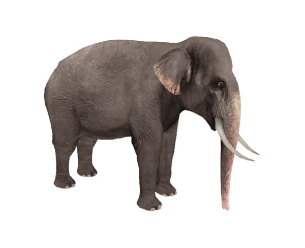 大象 PNG透明元素免抠图素材 16素材网编号:18750