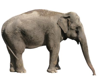 大象 PNG免抠图透明素材 普贤居素材编号:18751
