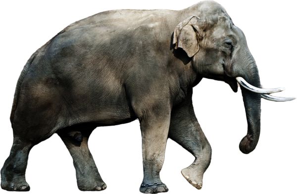 大象 PNG透明背景免抠图元素 素材中国编号:18752