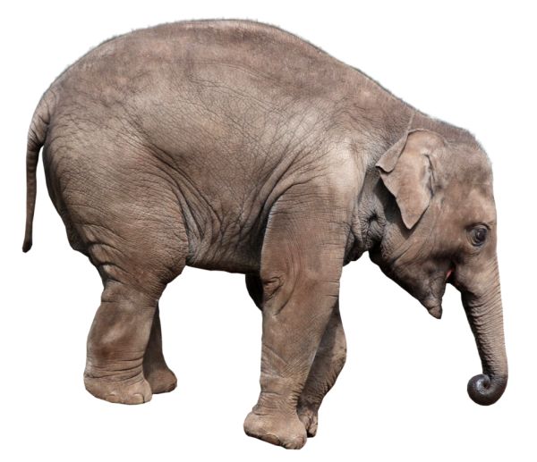 大象 PNG免抠图透明素材 16设计网编号:18754