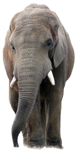 大象 PNG透明背景免抠图元素 素材中国编号:18755