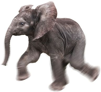 大象 PNG透明背景免抠图元素 16图库网编号:18756