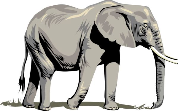 大象 PNG免抠图透明素材 普贤居素材编号:18758