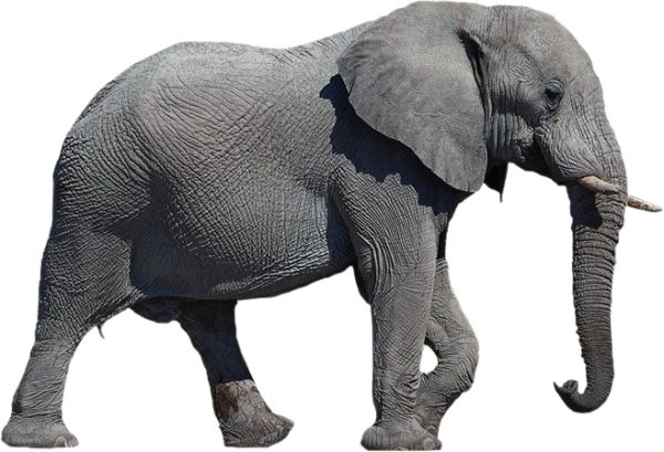 大象 PNG透明背景免抠图元素 素材中国编号:18759