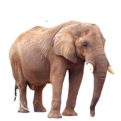 大象 PNG透明元素免抠图素材 16素材网编号:18760